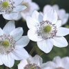 Anemone Leveillei